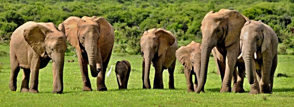 Umlambo River Lodge Kirkwood Ngoại thất bức ảnh